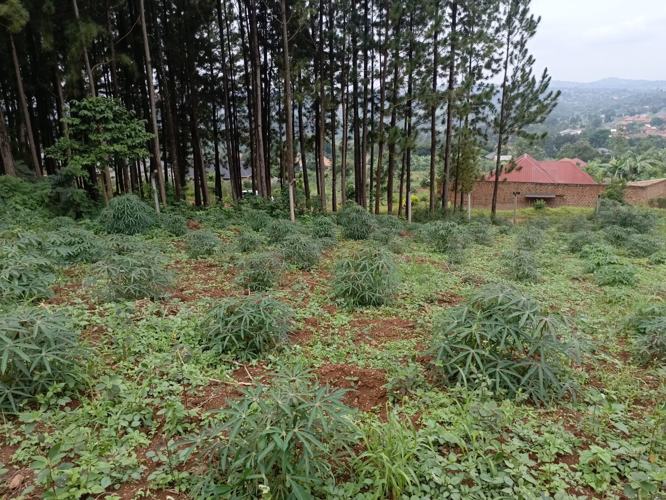Prime Plot For Sale